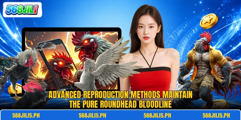 Advanced reproduction methods maintain the pure roundhead bloodline Advanced reproduction methods maintain the pure roundhead bloodline