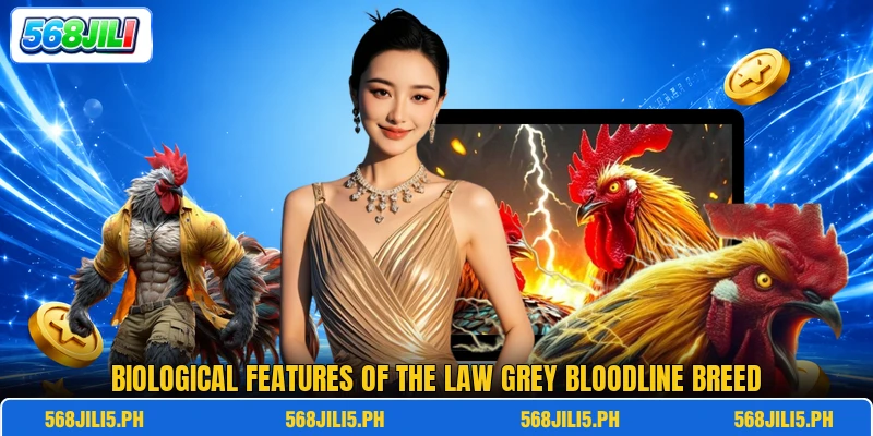 Biological features of the Law Grey bloodline breed Biological features of the Law Grey bloodline breed