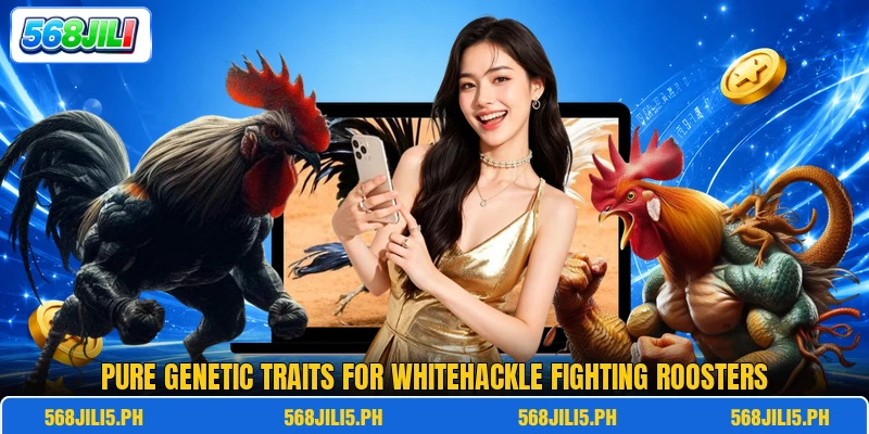 Pure genetic traits for whitehackle fighting roosters Pure genetic traits for whitehackle fighting roosters