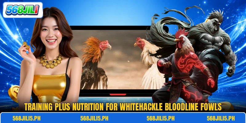 Training plus nutrition for whitehackle bloodline fowls Training plus nutrition for whitehackle bloodline fowls